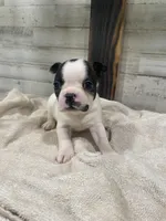 Heidi, a female Boston Terrier for sale in Taylorsville, NC – 6 of 6