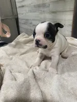 Heidi, a female Boston Terrier for sale in Taylorsville, NC – 2 of 6