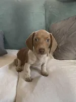 Dexter akc no deposit, a male Miniature Dachshund for sale in Taylorsville, NC – Photo 2 of 9