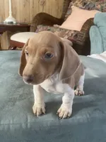 Dexter akc no deposit, a male Miniature Dachshund for sale in Taylorsville, NC – Photo 4 of 9