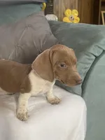 Dexter akc no deposit, a male Miniature Dachshund for sale in Taylorsville, NC – Photo 3 of 9