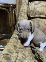 Dexter akc no deposit, a male Miniature Dachshund for sale in Taylorsville, NC – Photo 9 of 9