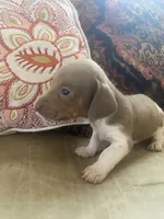 Dexter akc no deposit, a male Miniature Dachshund for sale in Taylorsville, NC – Photo 7 of 9