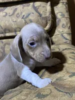 Dexter akc no deposit, a male Miniature Dachshund for sale in Taylorsville, NC – Photo 5 of 9