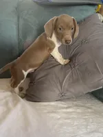 Dexter akc no deposit, a male Miniature Dachshund for sale in Taylorsville, NC – Photo 1 of 9