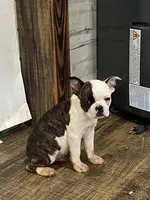 Bodey, a male Boston Terrier for sale in Taylorsville, NC – 7 of 8