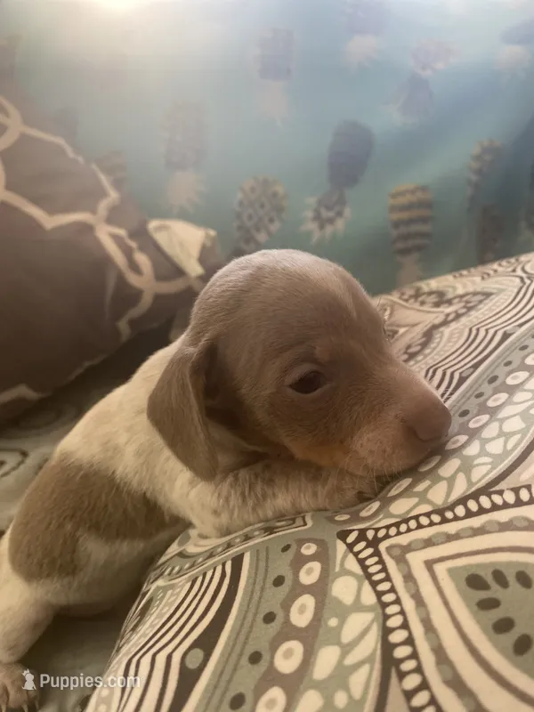 Carter – Miniature Dachshund puppy for sale in Taylorsville, NC