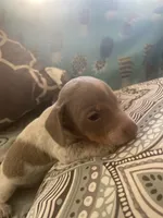 Carter, a male Miniature Dachshund for sale in Taylorsville, NC – 1 of 4
