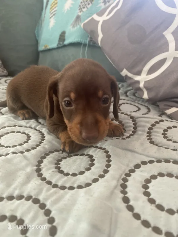 Tucker – Miniature Dachshund puppy for sale in Taylorsville, NC