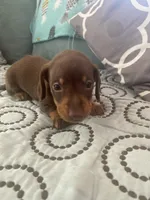 Tucker, a male Miniature Dachshund for sale in Taylorsville, NC – 1 of 3