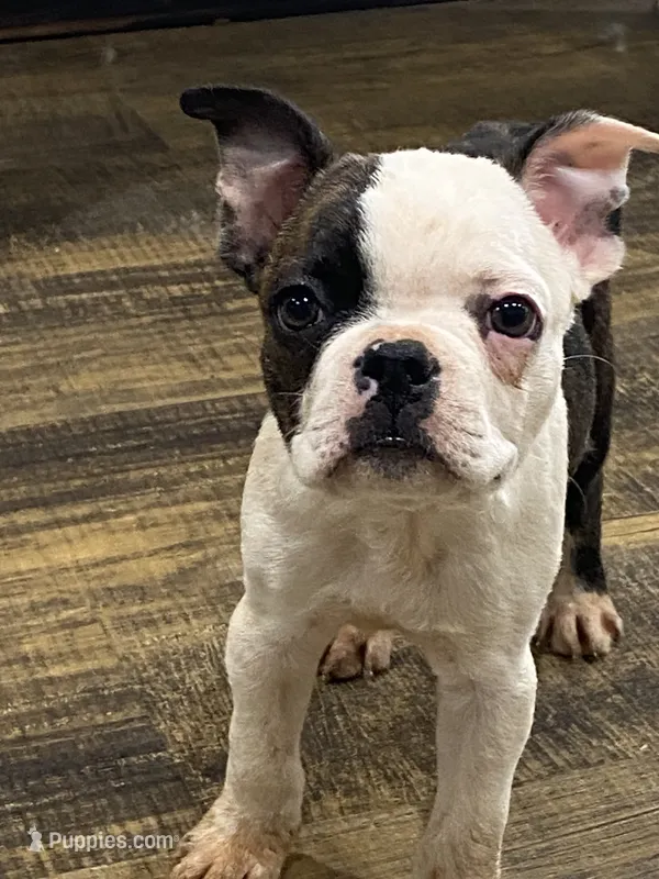 Bodey – Boston Terrier puppy for sale in Taylorsville, NC