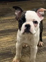 Bodey, a male Boston Terrier for sale in Taylorsville, NC – 3 of 8