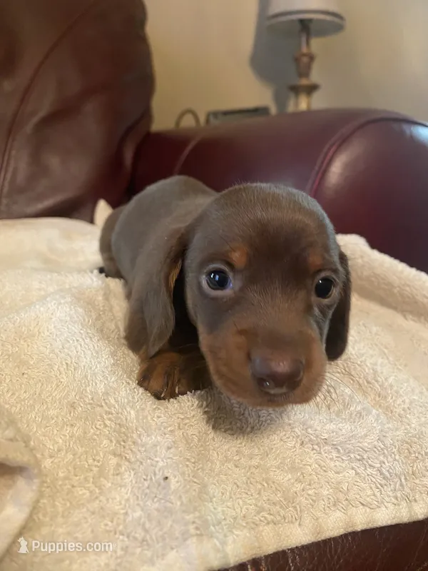Oscar – Miniature Dachshund puppy for sale in Taylorsville, NC