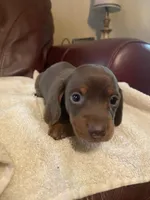Oscar, a male Miniature Dachshund for sale in Taylorsville, NC – 1 of 5