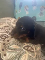 Dolly, a female Miniature Dachshund for sale in Taylorsville, NC – 1 of 4