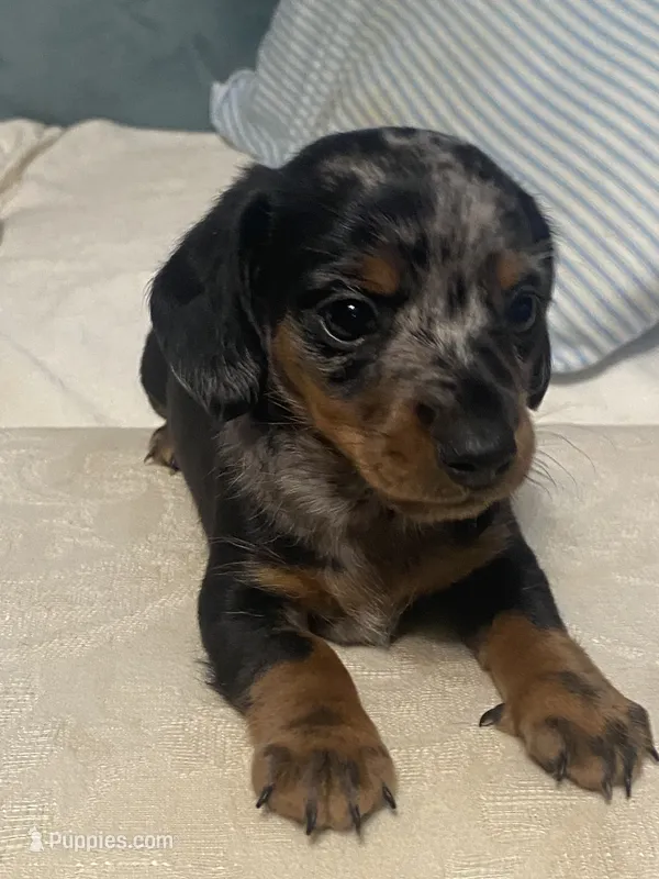 Max AKC – Miniature Dachshund puppy for sale in Taylorsville, NC
