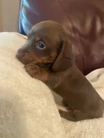 Oscar, a male Miniature Dachshund for sale in Taylorsville, NC – 5 of 5