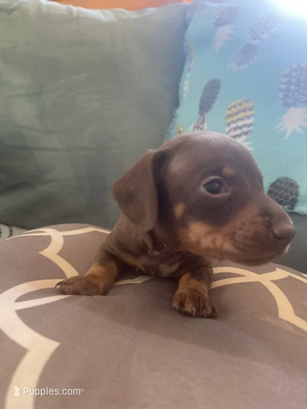 Toby AKC – Miniature Dachshund puppy for sale in Taylorsville, NC