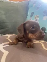 Tucker, a male Miniature Dachshund for sale in Taylorsville, NC – 2 of 4