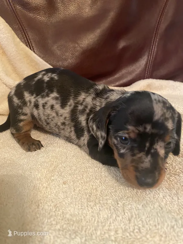Sprinkles Akc Ckc – Miniature Dachshund puppy for sale in Taylorsville, NC