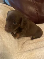 Sally akc ckc, a female Miniature Dachshund for sale in Taylorsville, NC – 4 of 4