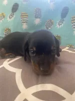 Dolly, a female Miniature Dachshund for sale in Taylorsville, NC – 2 of 4