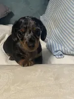 Max AKC no deposit, a male Miniature Dachshund for sale in Taylorsville, NC – 7 of 7