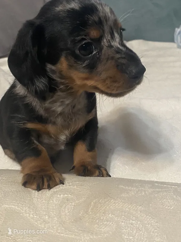 Max AKC no deposit – Miniature Dachshund puppy for sale in Taylorsville, NC