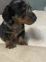 Max AKC no deposit, a male Miniature Dachshund for sale in Taylorsville, NC – 1 of 7