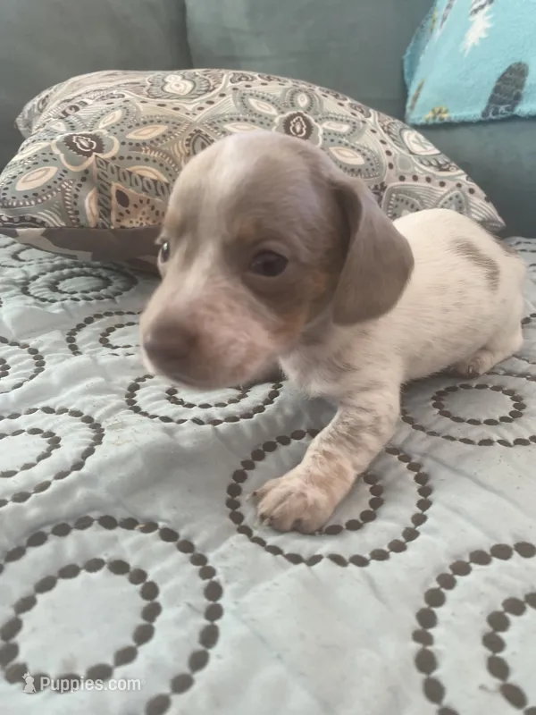 Ruby – Miniature Dachshund puppy for sale in Taylorsville, NC