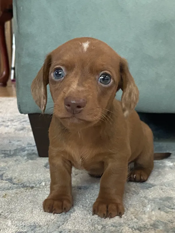 Buster – Miniature Dachshund puppy for sale in Taylorsville, NC
