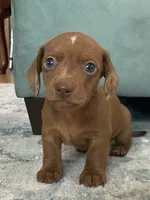 Buster, a male Miniature Dachshund for sale in Taylorsville, NC – 1 of 4