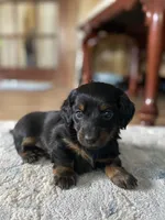 Beethoven, a male Miniature Dachshund for sale in Taylorsville, NC – 1 of 10