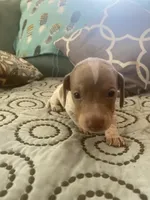 Carter, a male Miniature Dachshund for sale in Taylorsville, NC – 3 of 4