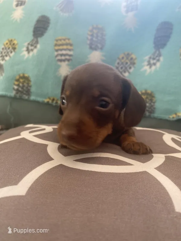 Tucker – Miniature Dachshund puppy for sale in Taylorsville, NC