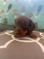 Tucker, a male Miniature Dachshund for sale in Taylorsville, NC – 1 of 4