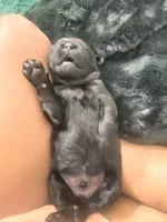 Bentley , a male Labradoodle for sale in Fort Myers, FL – Photo 3 of 3