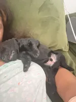 Bentley , a male Labradoodle for sale in Fort Myers, FL – Photo 2 of 3