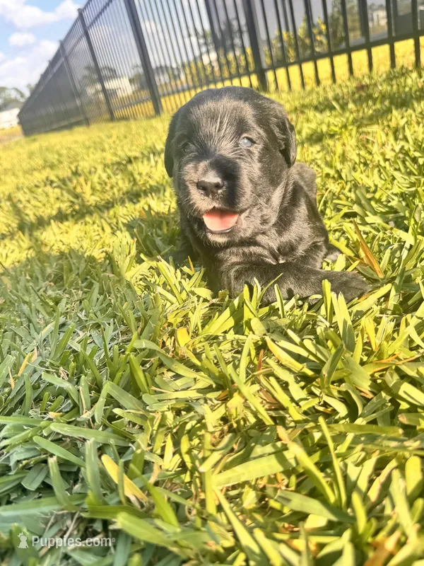 Bentley  – Labradoodle puppy for sale in Fort Myers, FL