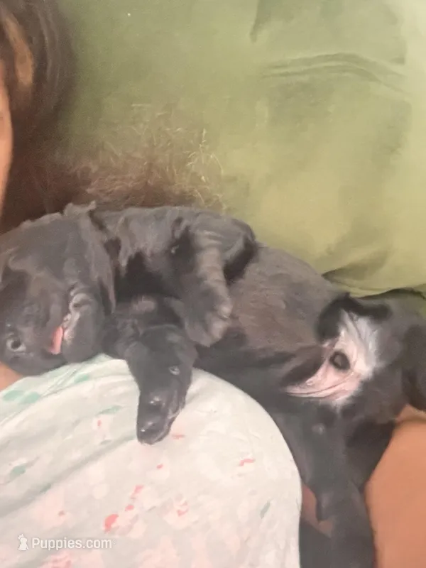 Bentley , a male Labradoodle for sale in Fort Myers, FL – Photo 1 of 3