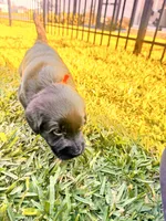 Duke, a male Labradoodle for sale in Fort Myers, FL – Photo 2 of 7