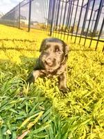 Duke, a male Labradoodle for sale in Fort Myers, FL – Photo 4 of 7