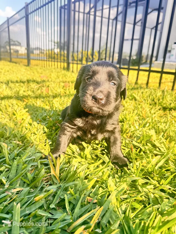 Duke, a male Labradoodle for sale in Fort Myers, FL – Photo 1 of 7