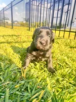 Duke, a male Labradoodle for sale in Fort Myers, FL – Photo 1 of 7