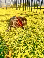 Duke, a male Labradoodle for sale in Fort Myers, FL – Photo 7 of 7