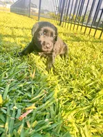 Duke, a male Labradoodle for sale in Fort Myers, FL – Photo 6 of 7