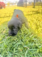 Duke, a male Labradoodle for sale in Fort Myers, FL – Photo 3 of 7
