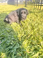 Duke, a male Labradoodle for sale in Fort Myers, FL – Photo 5 of 7