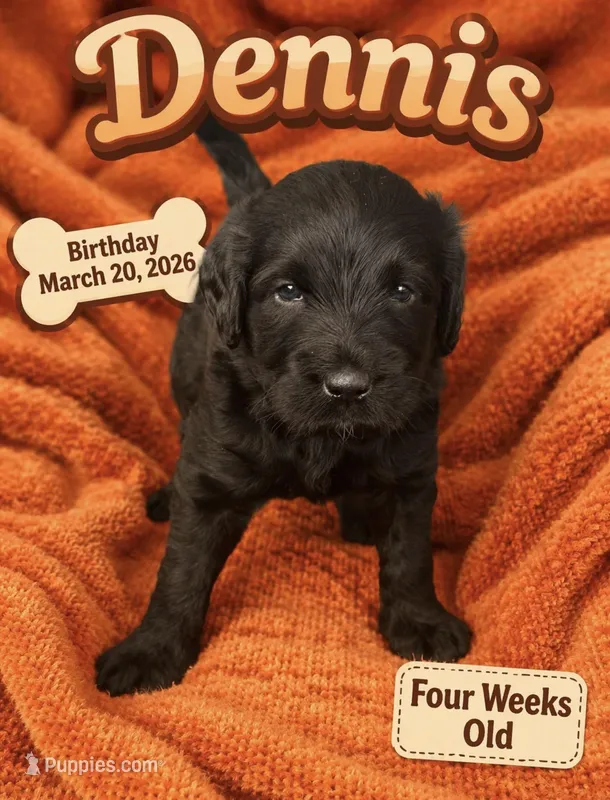 Dennis – Labradoodle puppy for sale in Fort Myers, FL