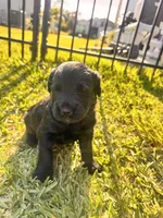 Dennis, a male Labradoodle for sale in Fort Myers, FL – Photo 1 of 2